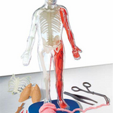 Smart Lab Toys Squishy Human Body