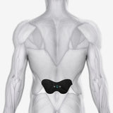 Chirp Halo Lower Back Pad Placement